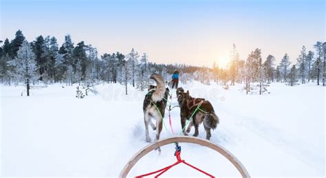Dog Sledding In Snowy Winter Forest Finland Lapland Stock Photo