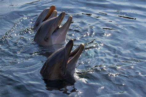 Dolphin Watch Boat Tours Fort Pierce 2022 Qué Saber Antes De Ir Lo Más Comentado Por La