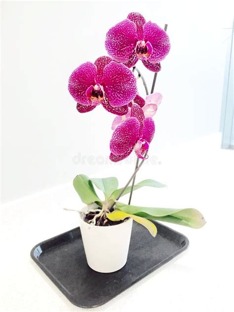 Orchid Stock Photo Image Of Orchid Garden Flower Magenta 79552700