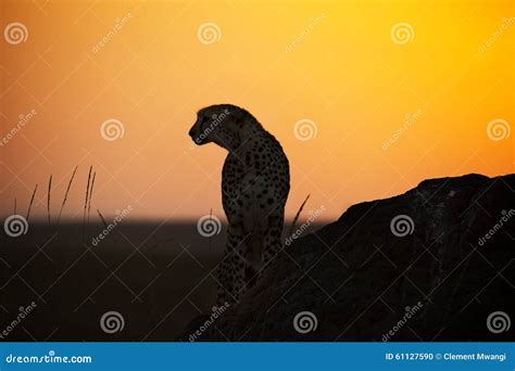 Cheetah At Sunrise Stock Photo Image Of Silhouette Wild 61127590