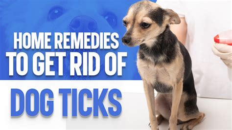 Home Remedies To Get Rid Of Dog Ticks Youtube
