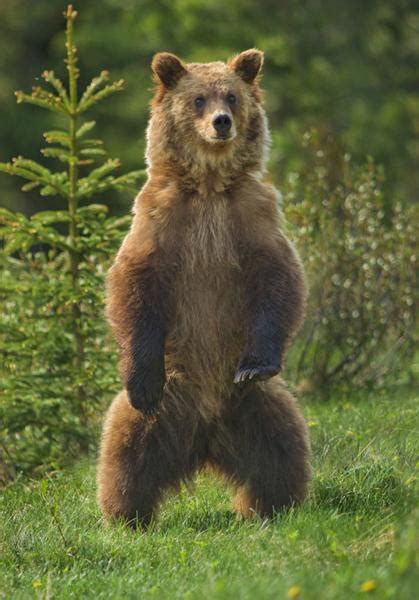 Standing up... - Shelley Hrdlitschka