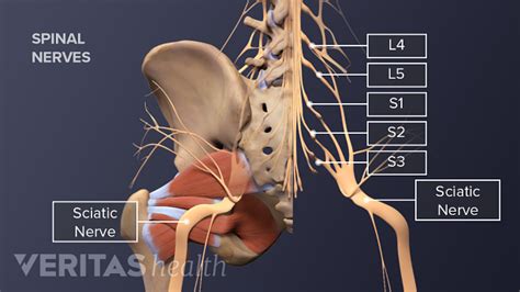 Sciatic Nerve Anatomy Spine Health