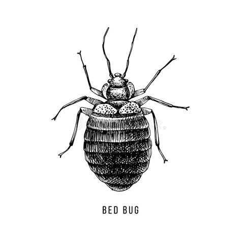 Bed Bug Stock Vector Illustration Of Bite Hairs Evil 14798948