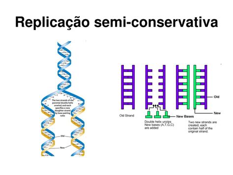 Ppt Replicação Do Dna Powerpoint Presentation Free Download Id4104324