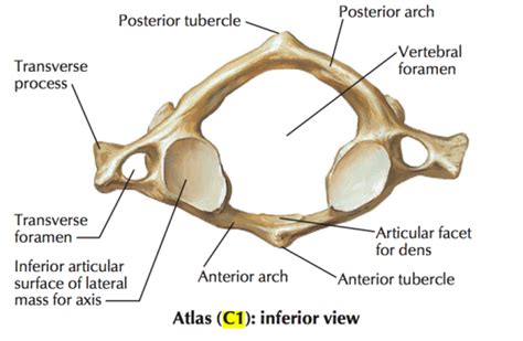 C1 Vertebra Atlas And Accompanying Structures Cervical Vertebrae