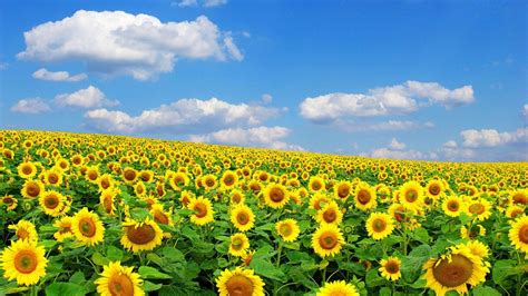 field  sunflowers wallpapers wallpaper cave