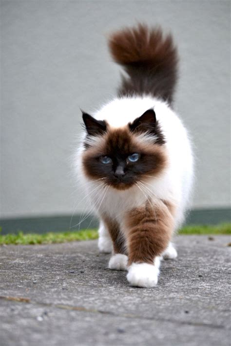 10 popular long haired cat breeds