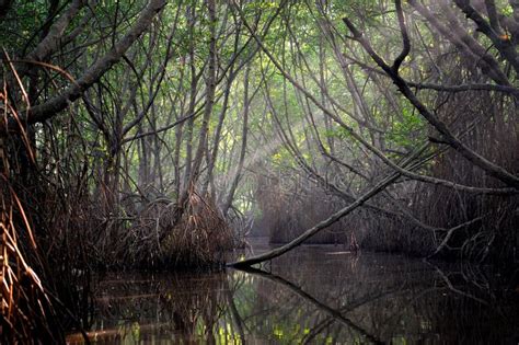 Thickets Of Mangrove Trees In The Tidal Zone Stock Image Image Of Flowing Fresh 47429575