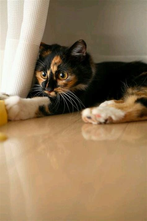 17 Best Images About Calico Kitties On Pinterest Calico Cats I Love
