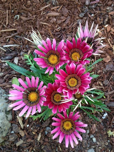 Gazania (gazania spp.), also known as african daisy, is a colorful flower from south africa that gazania grows as a perennial in usda zones 9 to 11, but is commonly grown as an annual in colder. Today's Farvorite Plant - Gazanias | Plants, Flower field ...