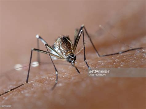 Aedes Aegypti Biting Human Skin Frontal View Stock Foto Getty Images