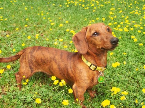 Red Brindle Such A Cutie Dachshund Brindle Dog Breeds