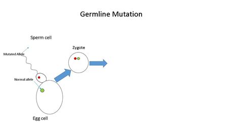 Germline Mutation Youtube