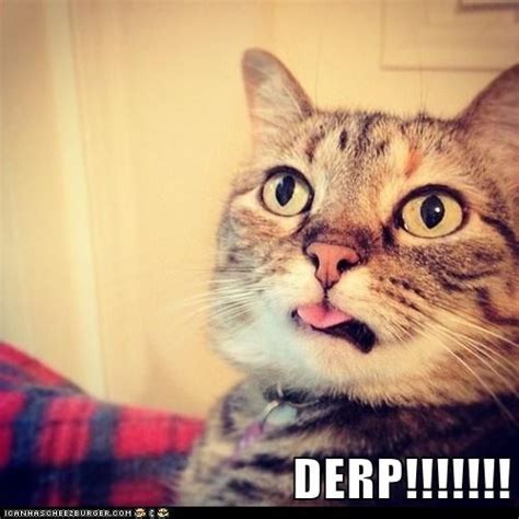 Derp Serious Cat Cats Funny Cat Memes