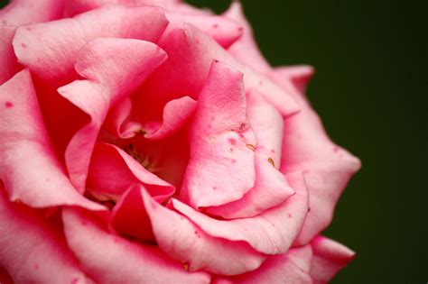 33 Exquisite Rose Pictures Youll Fall In Love With Naldz Graphics
