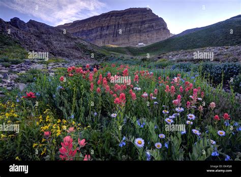 Mt Timpanogos Wildflowers At Sunset Wasatch Mountains Utah Stock