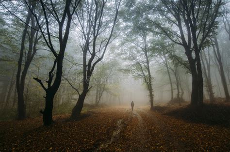 Magical Fantasy Fairy Lights In Enchanted Forest With Fog Stock Image