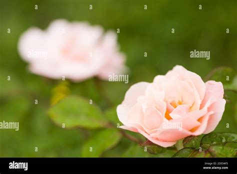 Ornamental Roses Hi Res Stock Photography And Images Alamy