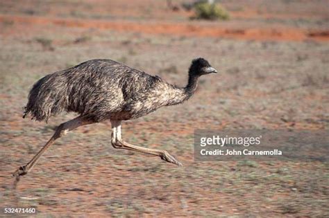 Emu Photos And Premium High Res Pictures Getty Images