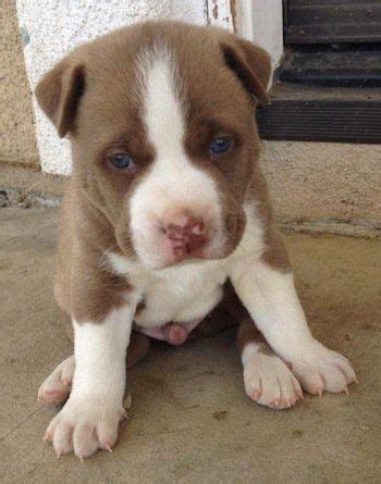 Remember, pitbull husky mix puppies are energetic dogs which need a specific amount of calories in their daily diet. Pitsky (Pitbull Husky Mix) Info, Temperament, Puppies, Pictures