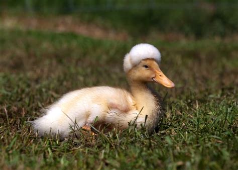 Crested Duckling