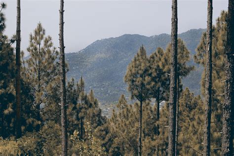Free Photo Trees On Mountain Conifer Daylight Evergreen Free