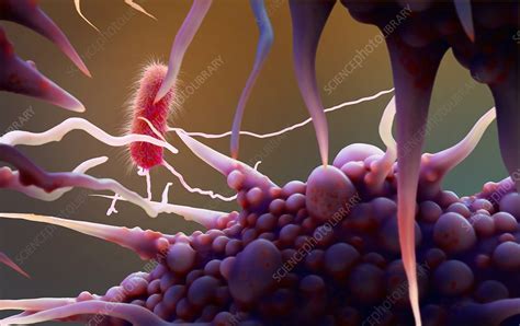Macrophage Engulfing Bacteria Artwork Stock Image C0215514