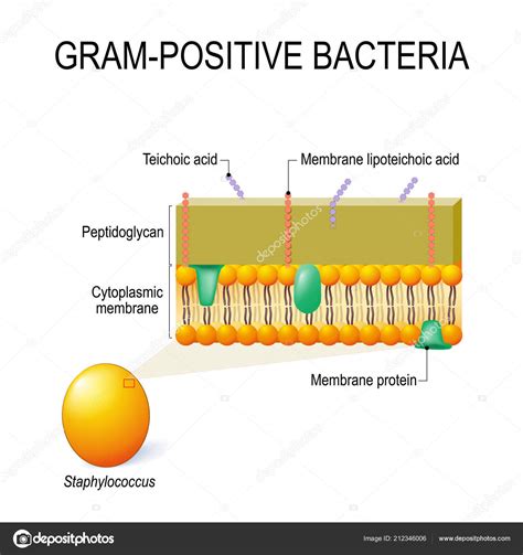 Estrutura Bacterias Gram Positivas Detalhes Cient Ficos Sexiz Pix