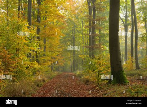 Path Through Beech Forest In Autumn Spessart Bavaria Germany Stock