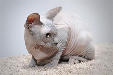 Hairless cats have a distinct appearance with their wrinkled skin and prominent features. The Sphynx Cats Characteristics, History and Pictures ...