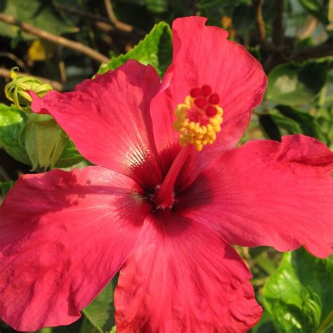 Red Hibiscus Flower Petals Free Image Download