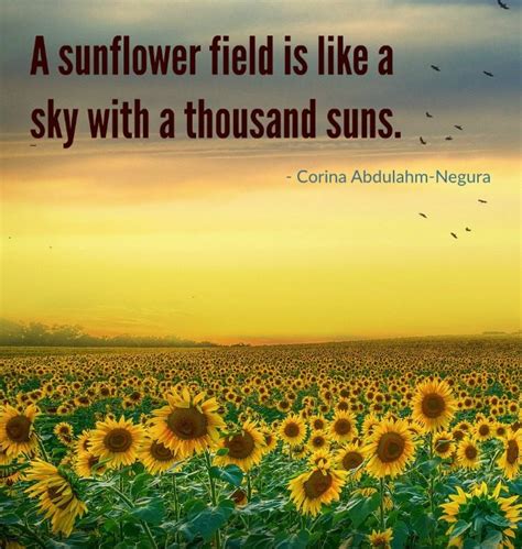 Sunflower Quotes 20 Best Sunflower Sayings With Images Sunflower