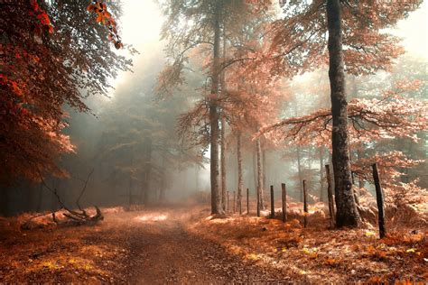 Download Fog Path Fall Nature Forest Hd Wallpaper