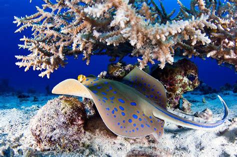 Underwater Photography Captures Mesmerizing Marine Life