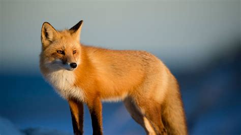 Free Red Fox Predator Animal Snow Wallpaper