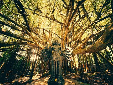 Picture Of The Shiva Tree Temple In Kauai Hawaii
