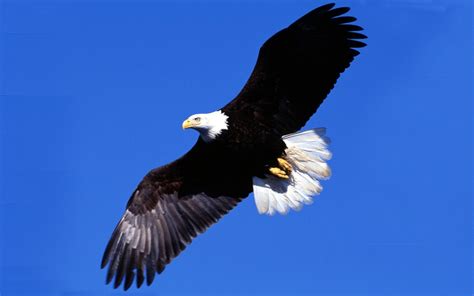 I saw the subs, and i had too. Bald Eagle Flying In The Sky Full Hd Wallpapers-1920x1080 ...