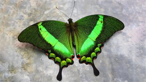 Top Beautiful Butterflies Earth