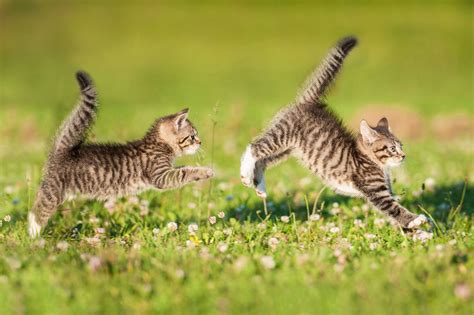 Download Two Kittens Playing Outdoors Wallpaper