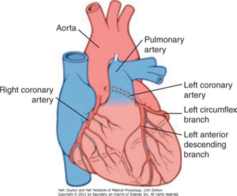 14 Coronary Artery Circulation Flashcards Quizlet