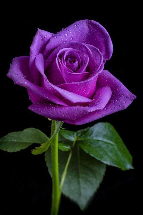 Splendide Fleurs Violette Cool Image à Mettre Comme Fond D Ecran
