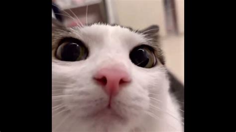 Blinking Cat Closeup Youtube