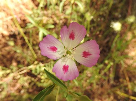 native plants wondering around oregon