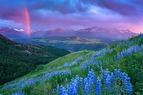 Where To See Wildflowers In Colorado Ski Country