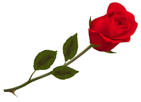 Download Beautiful Picture Rose Wallpaper Transparent Red Hq Png Image