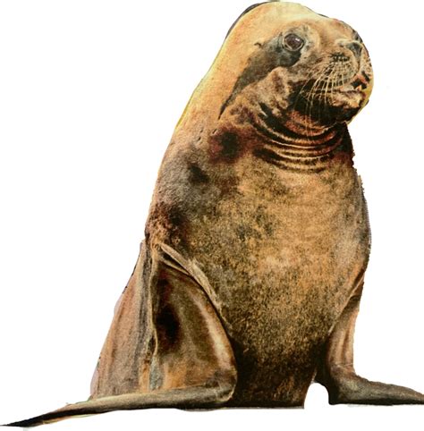 Harbor Seal Png Images Transparent Background Png Play