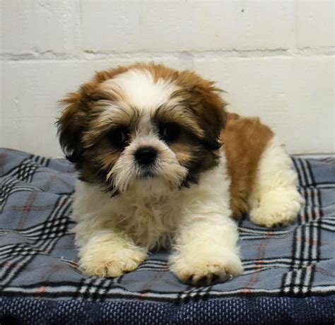 Shih Tzu Éleveur De Chiens Houssin Kuurne Chiots à Vendre Plus De