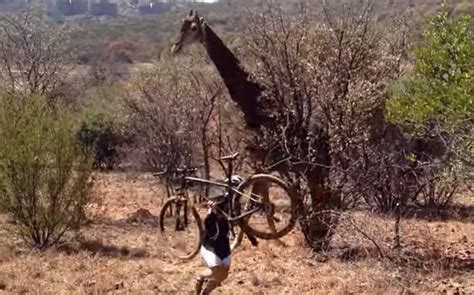 Cyclist Trampled To Death By Giraffe In South Africa