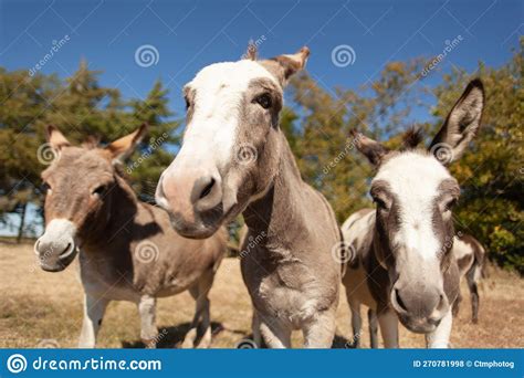 Curious Domesticated Donkeys Stock Photo Image Of Farm Funny 270781998